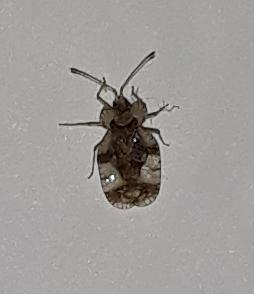 Réf. 279 872 : Stephanitis pyri